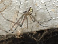 Spider3.jpg