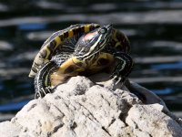 Turtle.jpg