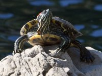 Turtle2.jpg