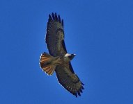 _ROY7633_00001.jpg