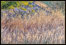 _DSC1126-Edit.jpg