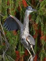 BlueHeron.jpg