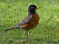 Robin.jpg