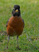Robin2.jpg
