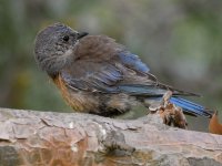 Bluebird3.jpg