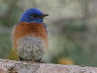 Bluebird4.jpg