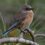 Bluebird9.jpg
