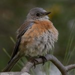 Bluebird12.jpg