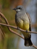 Kingbird.jpg