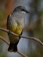 Kingbird5.jpg