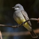 Kingbird8.jpg