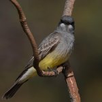 Kingbird12.jpg
