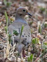 Dove.jpg