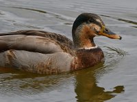 HybridDuck.jpg