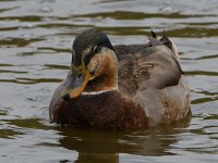 HybridDuck4.jpg