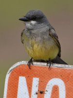 Kingbird4.jpg