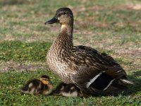 Mallard3.jpg