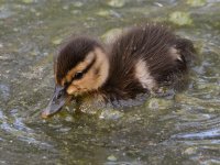 Duckling2.jpg