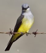 _ROY8261_00001.jpg