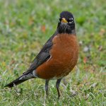 Robin2.jpg