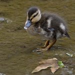 Duckling.jpg