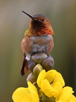 Hummer5.jpg