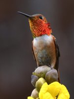 Hummer11.jpg
