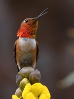 Hummer8.jpg