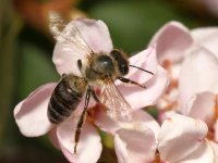 Bee.jpg