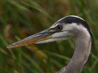 BlueHeron3.jpg
