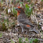 Finch2.jpg