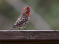 Finch4.jpg