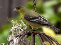 Goldfinch4.jpg