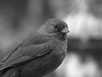 TowheeBW.jpg