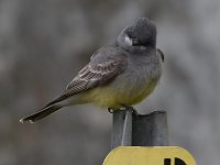 Kingbird3.jpg