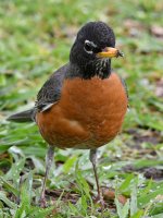 Robin4.jpg