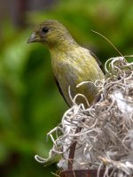 Goldfinch6.jpg