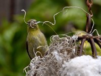 Goldfinch7.jpg