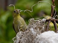 Goldfinch8.jpg
