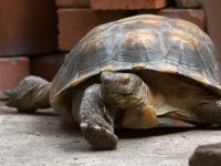 Turtle.jpg