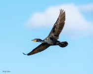 CormorantFlight-823.jpg