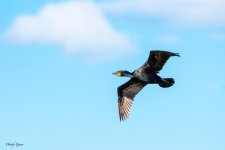 CormorantFlight-824.jpg