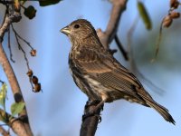 Sparrow3.jpg