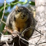 Squirrel3.jpg
