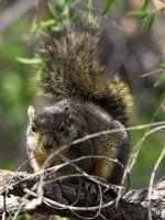 Squirrel4.jpg