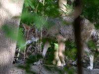Coyote.jpg