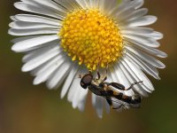 HoverFly2.jpg