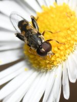 HoverFly4.jpg