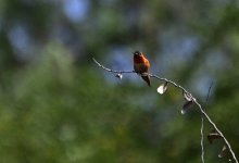 _ROY8517_00001.jpg