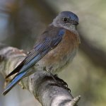 Bluebird5.jpg